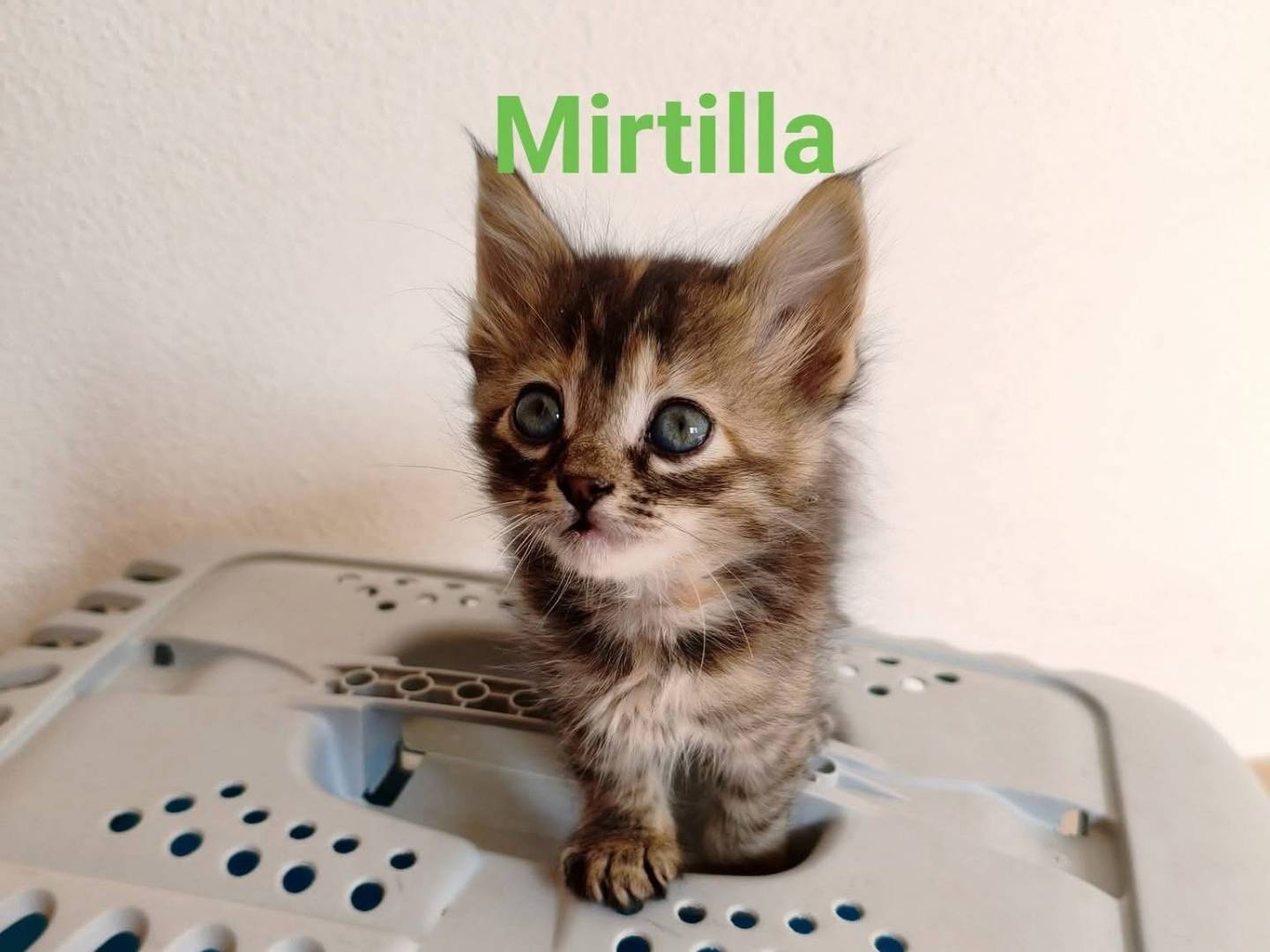 Adozione gatto, femmina, Razza sconosciuta Razza sconosciuta, 2 mesi, taglia non valida, Sud