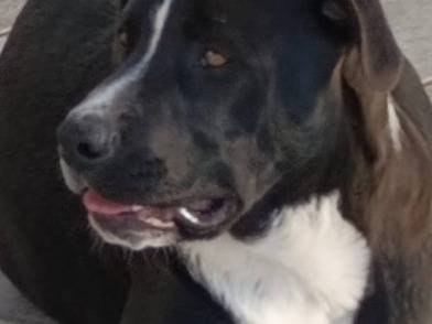 Adozione cane, maschio, Razza sconosciuta Razza sconosciuta, 5 anni e 8 mesi, taglia media contenuta, Bari