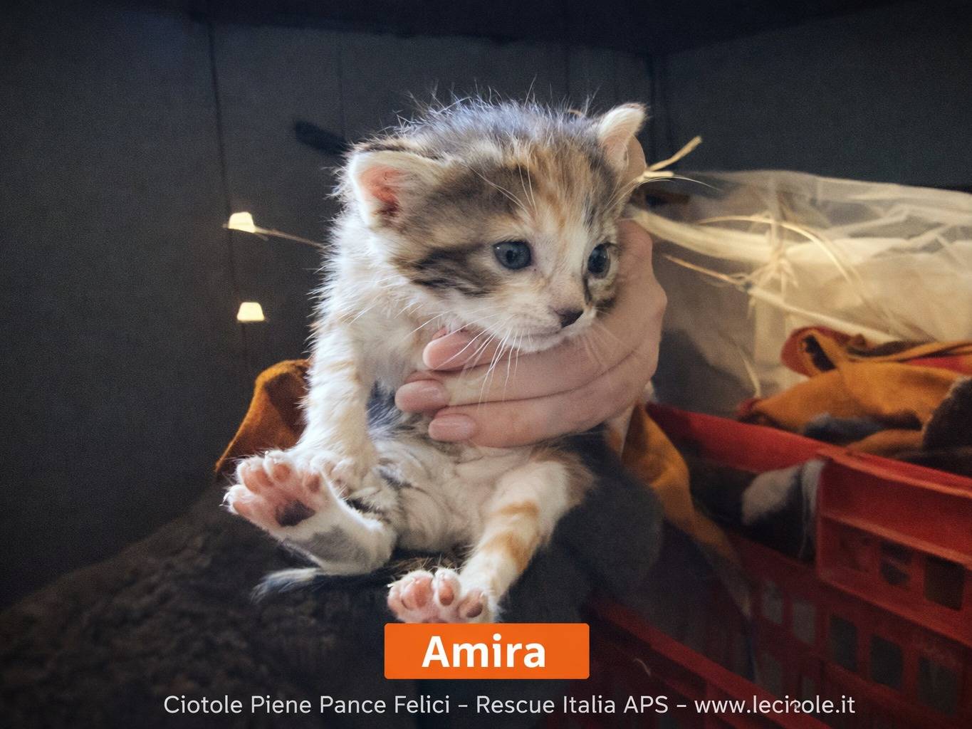 Adozione gatto, femmina, Razza sconosciuta Razza sconosciuta, 1 mesi, taglia non valida, Avellino