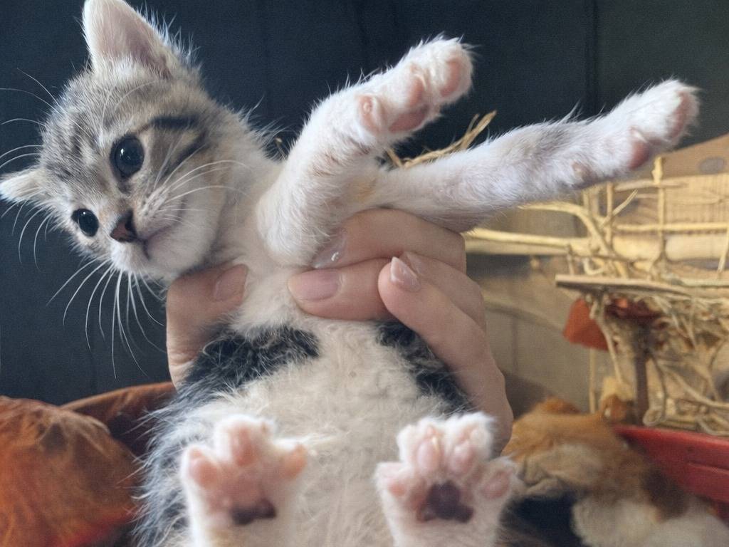 Adotta un gatto, femmina, 1 mesi, Avellino