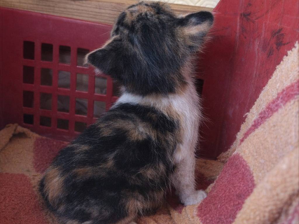 Adotta un gatto, taglia non valida, femmina, Avellino