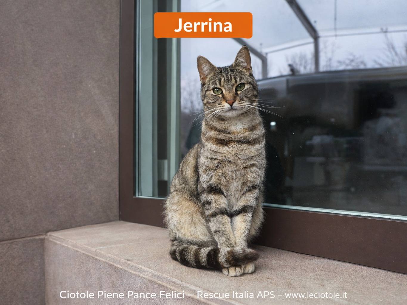 Adozione gatto, femmina, Razza sconosciuta Razza sconosciuta, 1 anno e 9 mesi, taglia non valida, Avellino