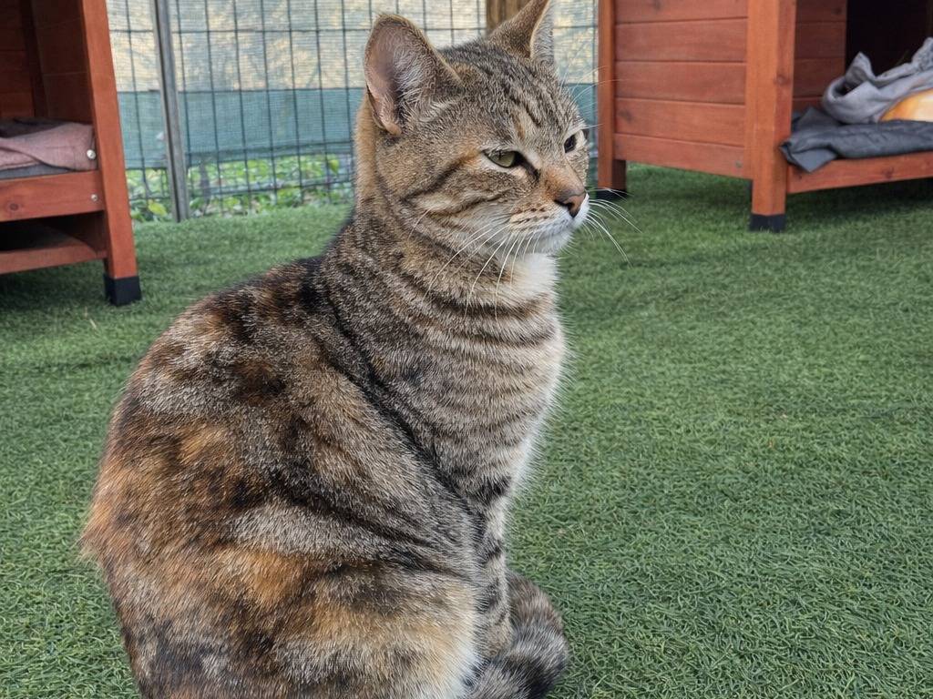 Adotta un gatto, femmina, 1 anno e 9 mesi, Avellino