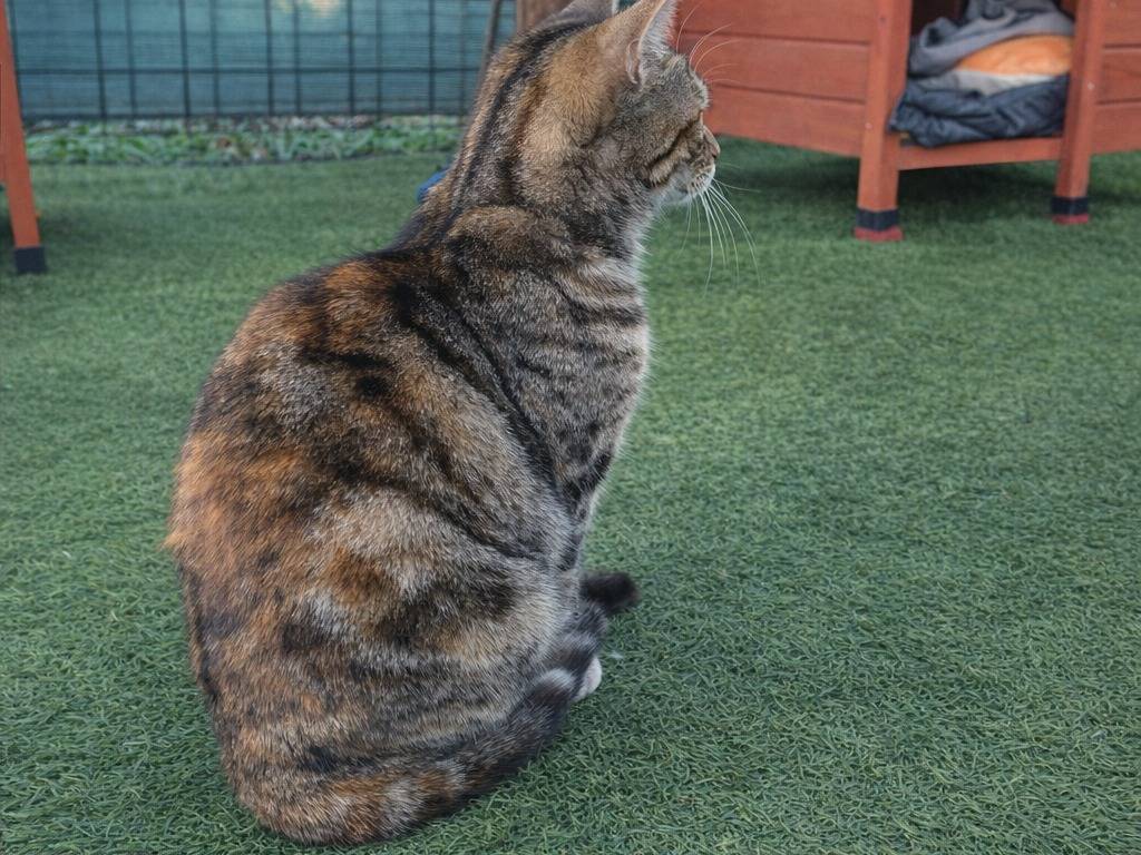 Adotta un gatto, taglia non valida, femmina, Avellino