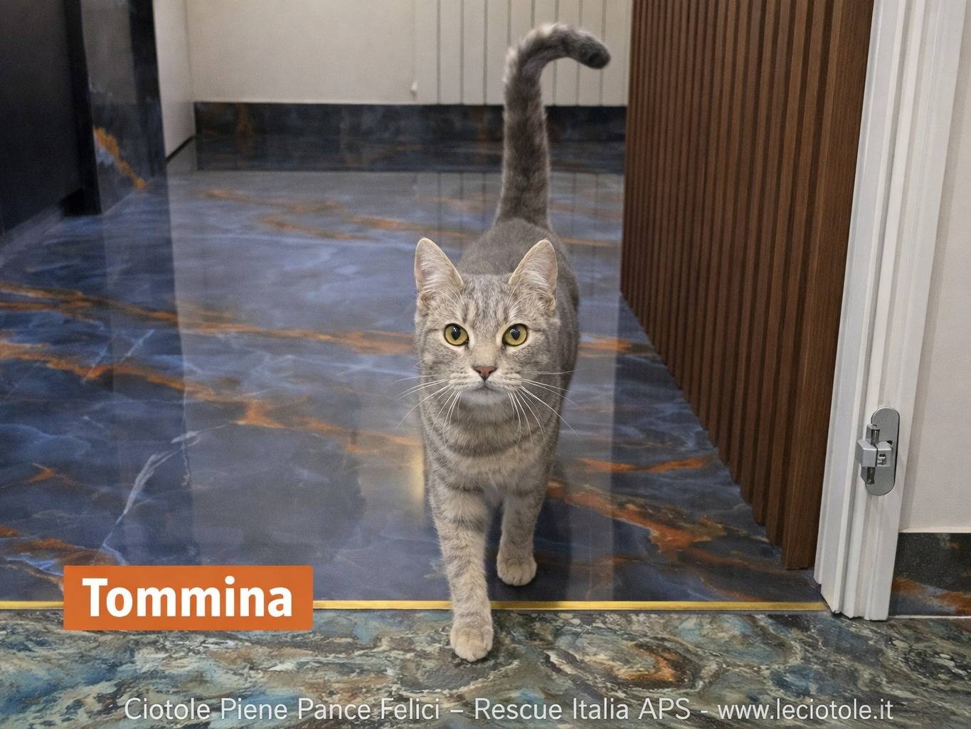 Adozione gatto, femmina, Razza sconosciuta Razza sconosciuta, 1 anno e 9 mesi, taglia non valida, Avellino