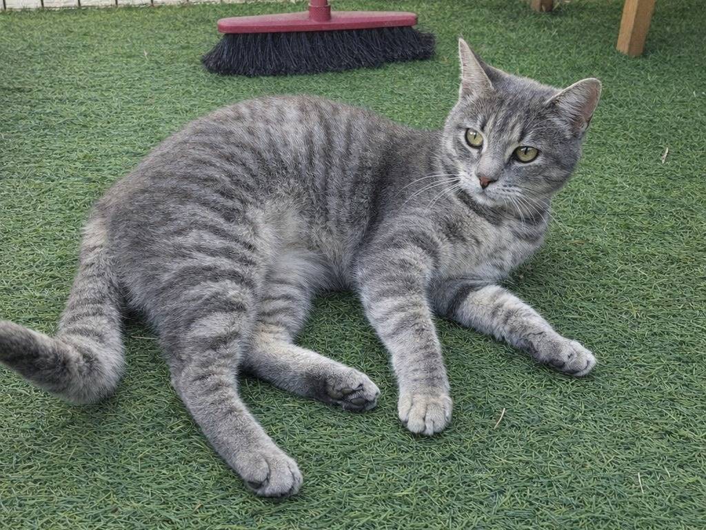 Adotta un gatto, taglia non valida, femmina, Avellino