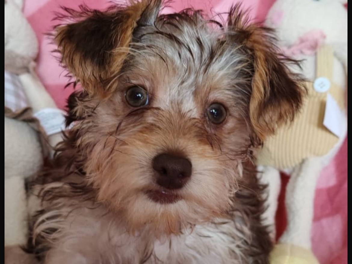 Adozione cane, femmina, Yorkshire Terrier Razza sconosciuta, 4 mesi, taglia piccola, Enna