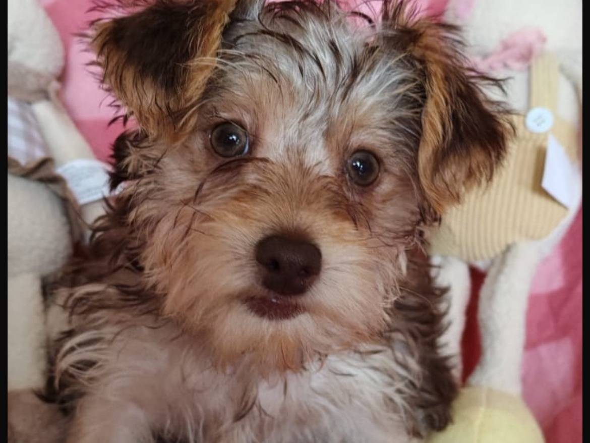 Adotta un cane, femmina, 4 mesi, Enna