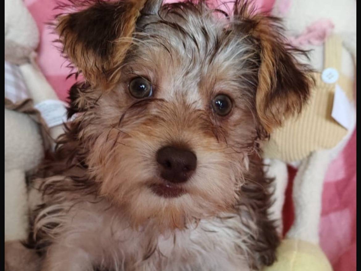 Adotta un cane, taglia piccola, femmina, Enna