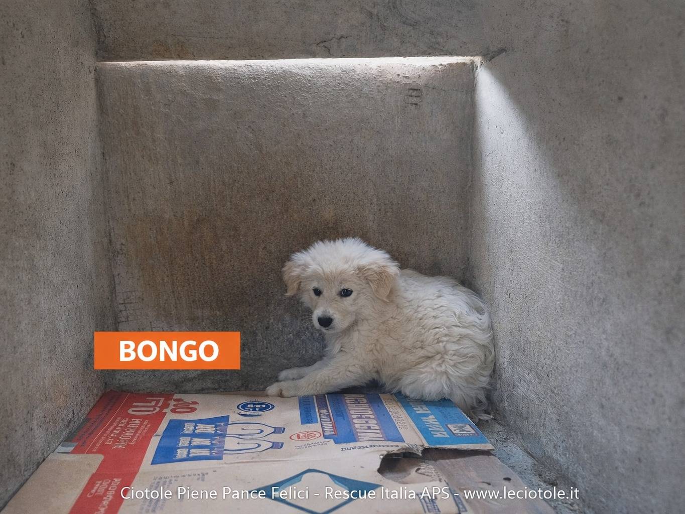 Adozione cane, maschio, Razza sconosciuta Razza sconosciuta, 3 mesi, taglia piccola, Avellino