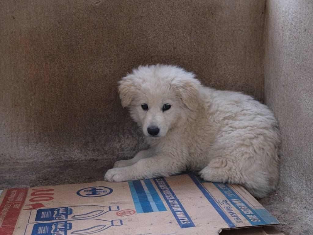 Adotta un cane, maschio, 3 mesi, Avellino