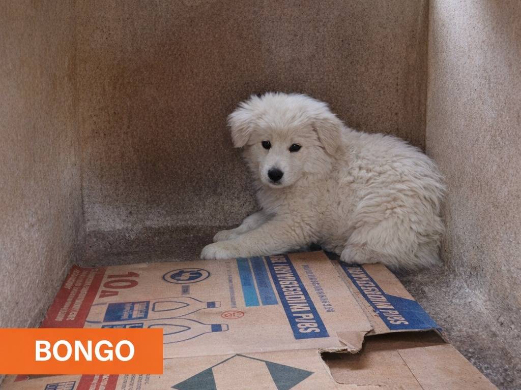 Adotta un cane, taglia piccola, maschio, Avellino