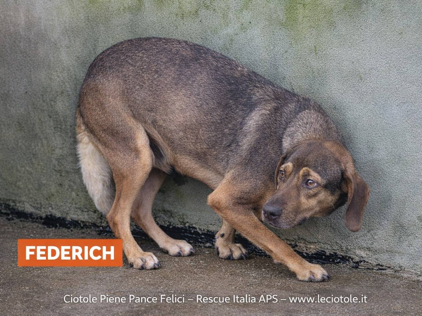Adozione cane, maschio, Razza sconosciuta Razza sconosciuta, 2 anni e 7 mesi, taglia media, Avellino