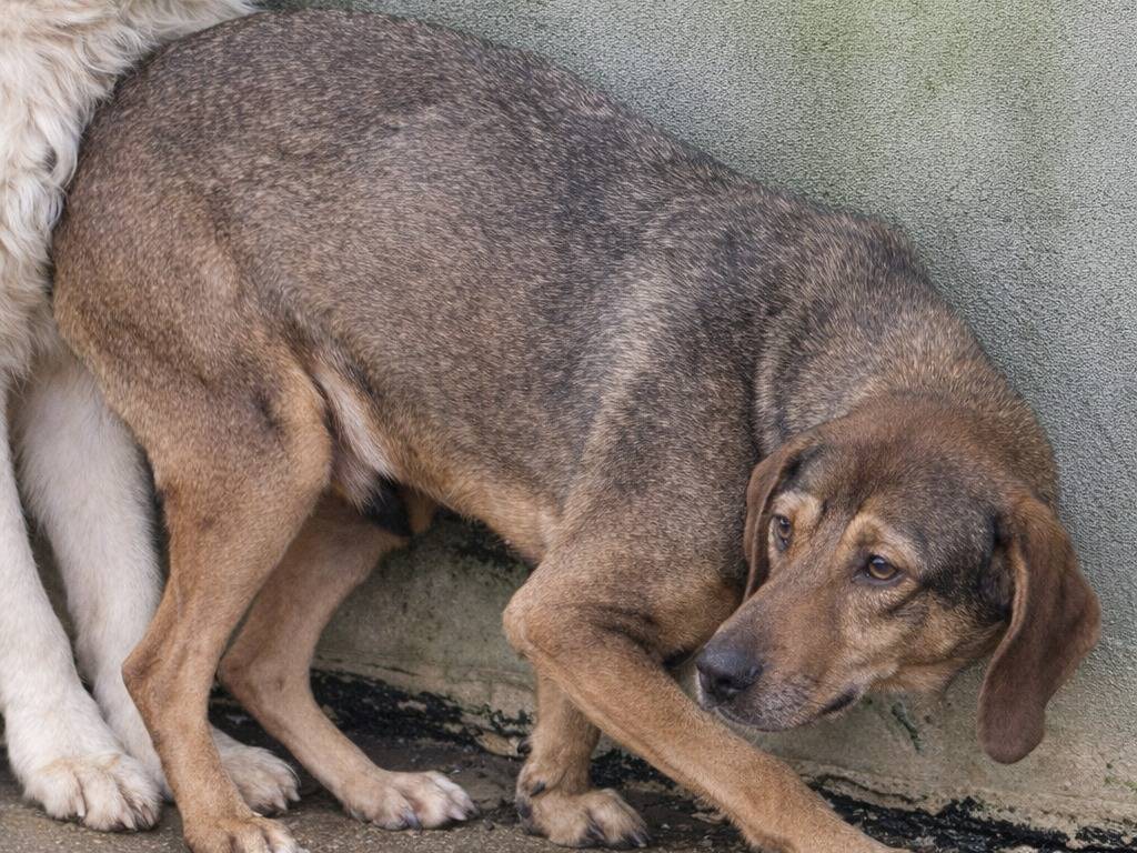 Adotta un cane, maschio, 2 anni e 7 mesi, Avellino