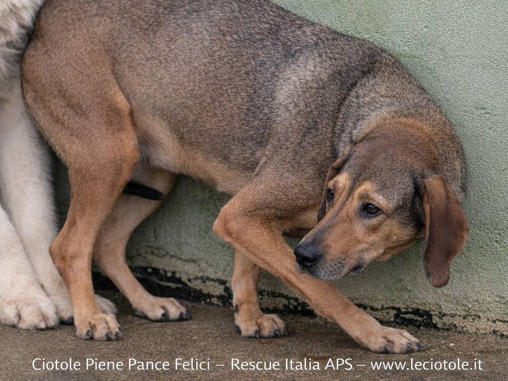 Adotta un cane, taglia media, maschio, Avellino