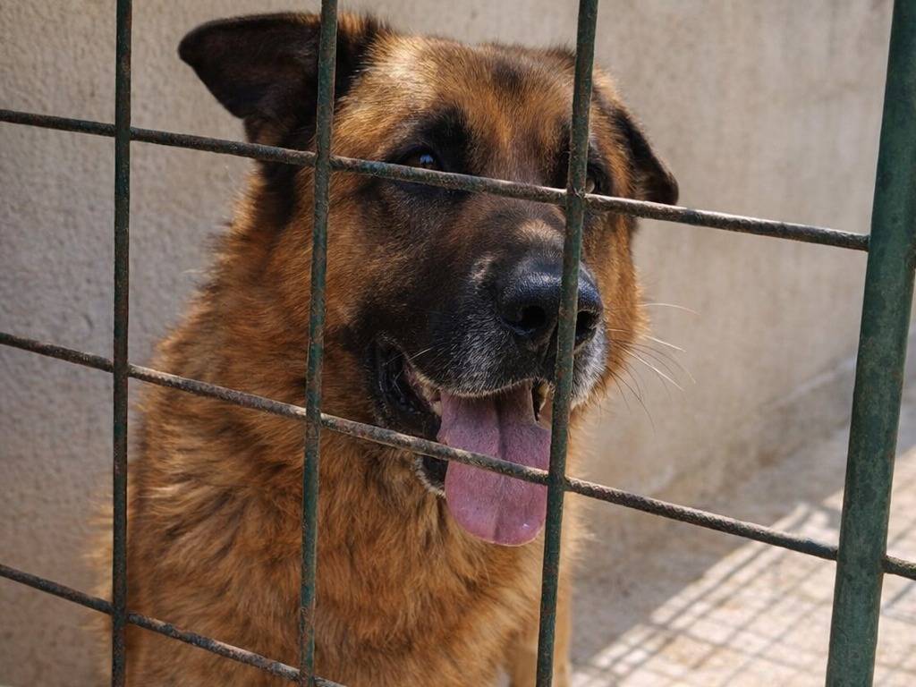 Adotta un cane, maschio, 7 anni e 10 mesi, Avellino