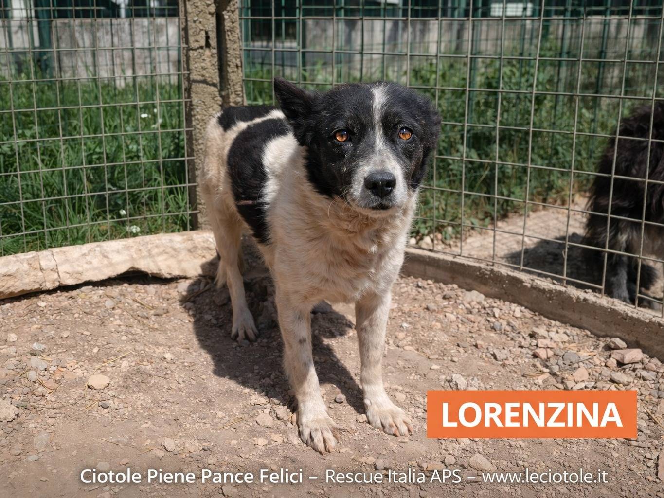 Adozione cane, femmina, Razza sconosciuta Razza sconosciuta, 5 anni e 9 mesi, taglia media contenuta, Avellino