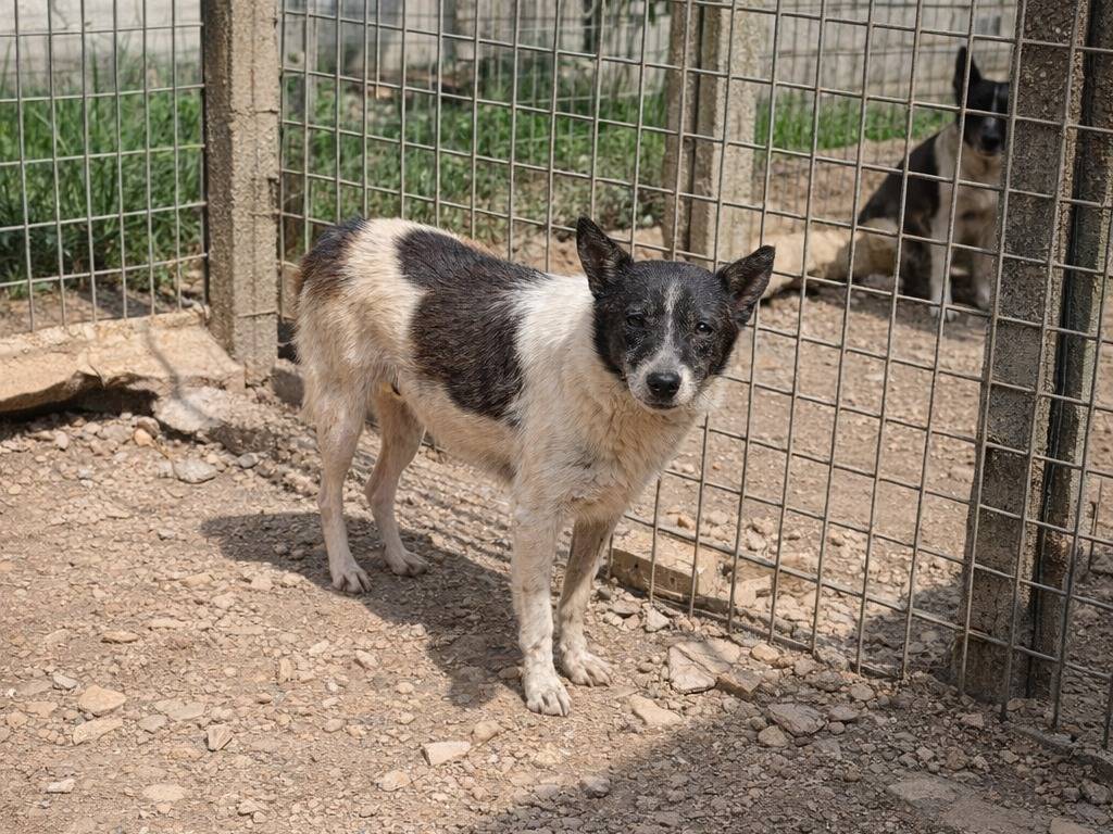 Adotta un cane, femmina, 5 anni e 9 mesi, Avellino