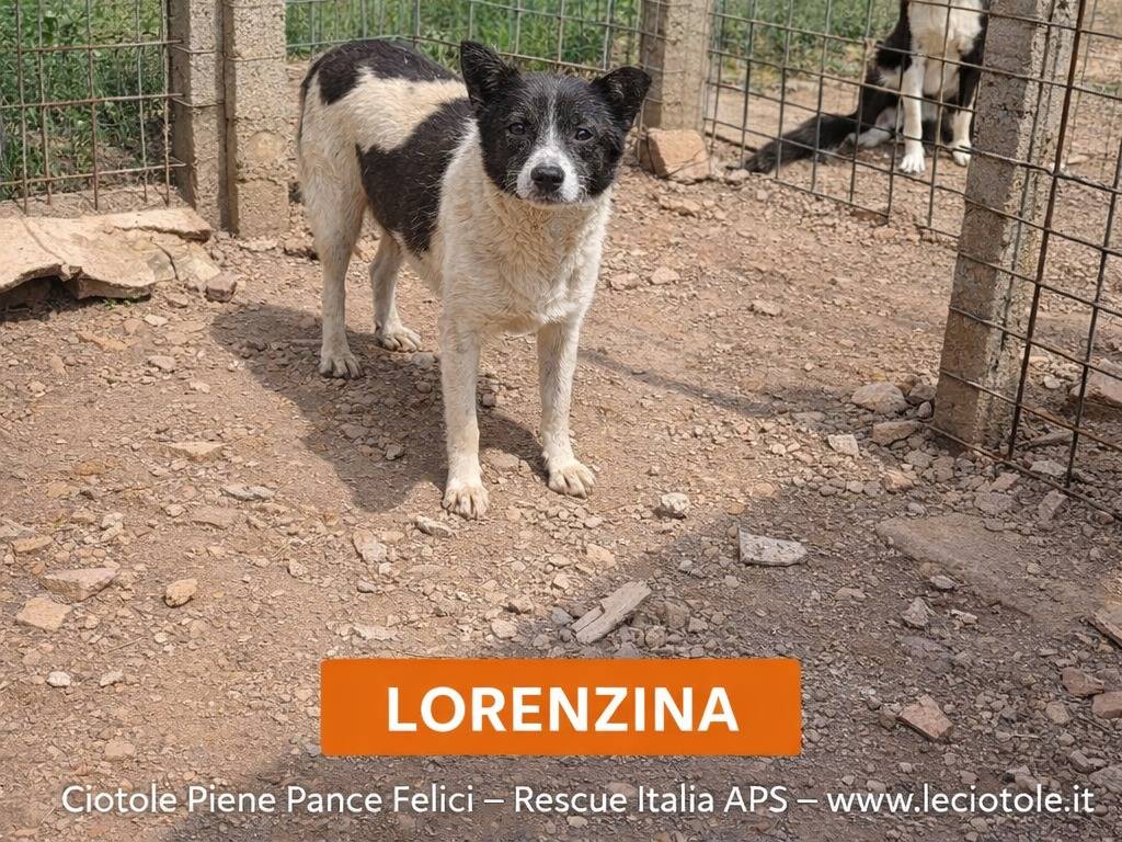 Adotta un cane, taglia media contenuta, femmina, Avellino