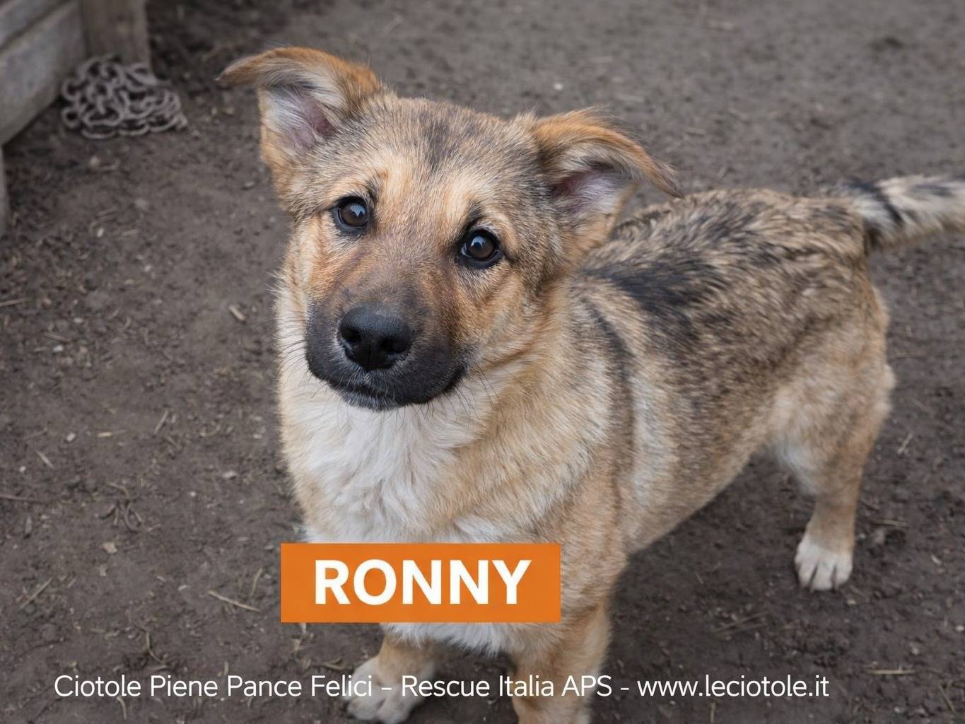 Adotta un cane, maschio, 7 mesi, Avellino