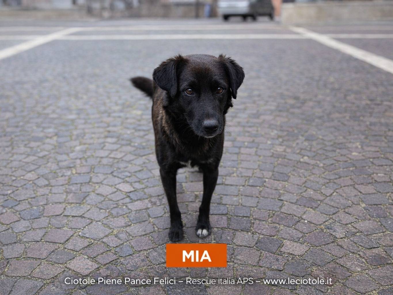 Adozione cane, femmina, Razza sconosciuta Razza sconosciuta, 2 anni e 4 mesi, taglia media, Avellino