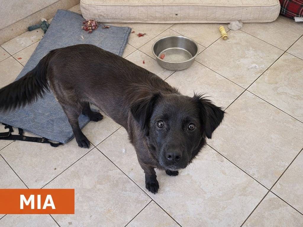 Adotta un cane, femmina, 2 anni e 4 mesi, Avellino
