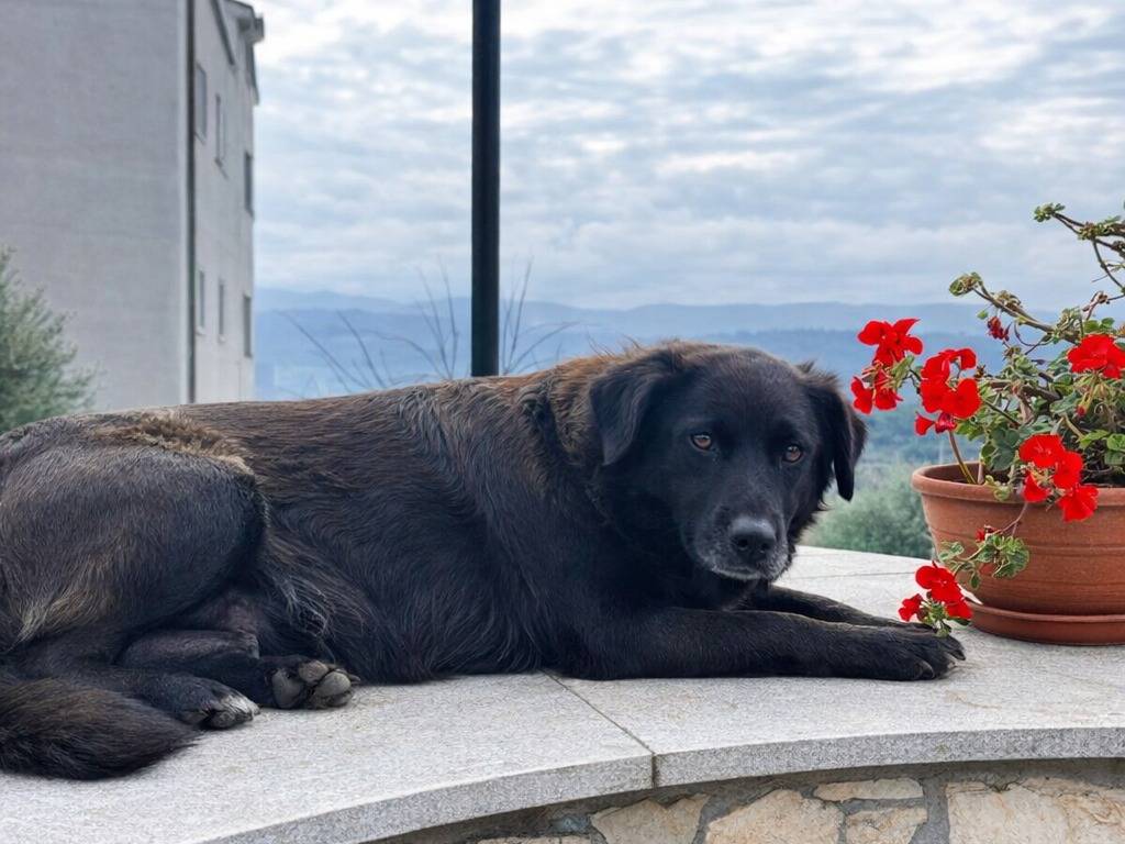 Adotta un cane, taglia media, femmina, Avellino