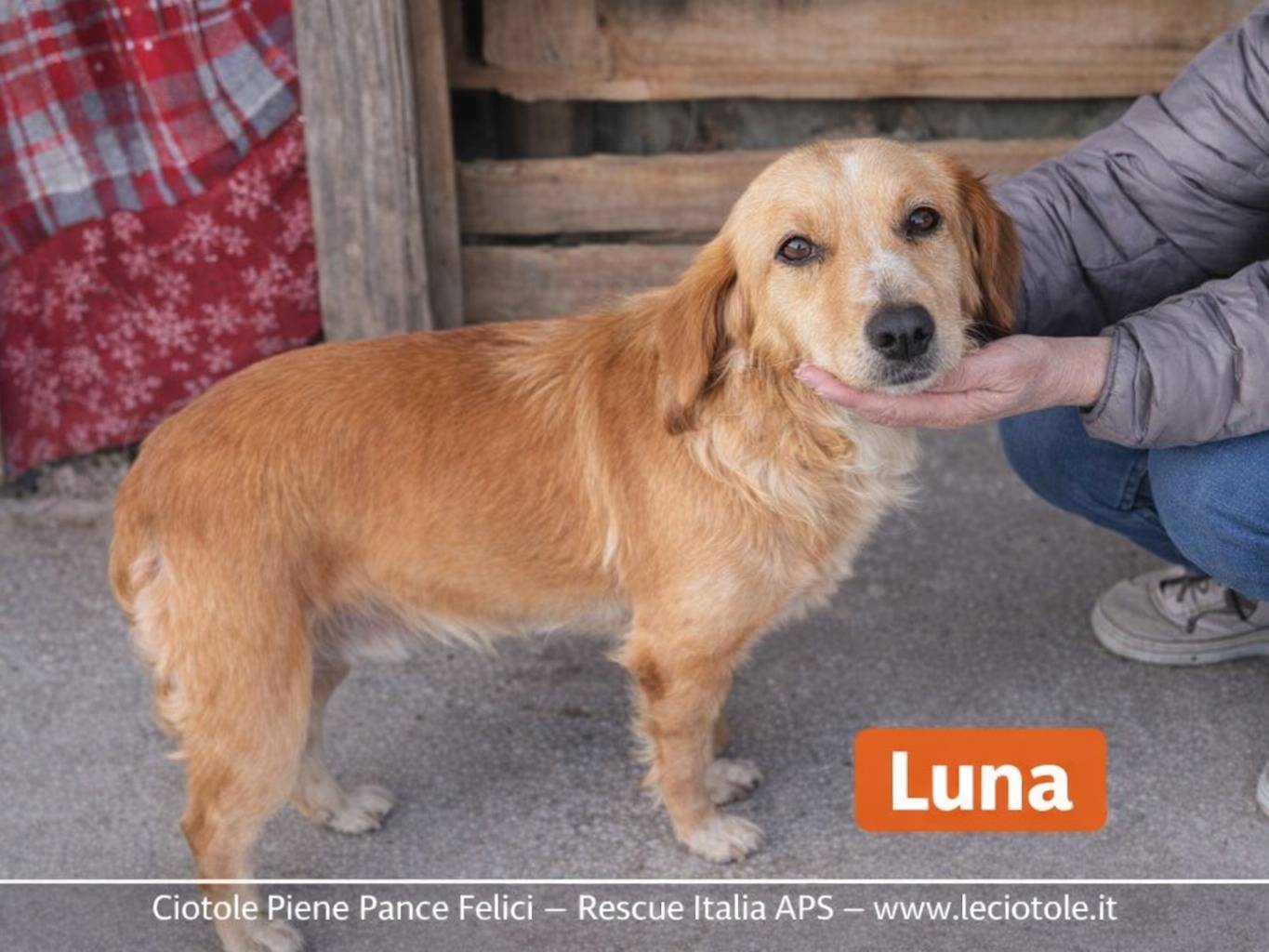 Adozione cane, femmina, Razza sconosciuta Razza sconosciuta, 2 anni e 9 mesi, taglia piccola, Avellino