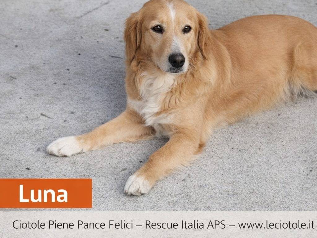 Adotta un cane, femmina, 2 anni e 9 mesi, Avellino