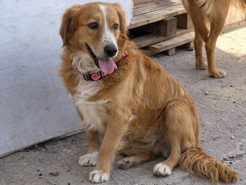Adotta un cane, taglia piccola, femmina, Avellino