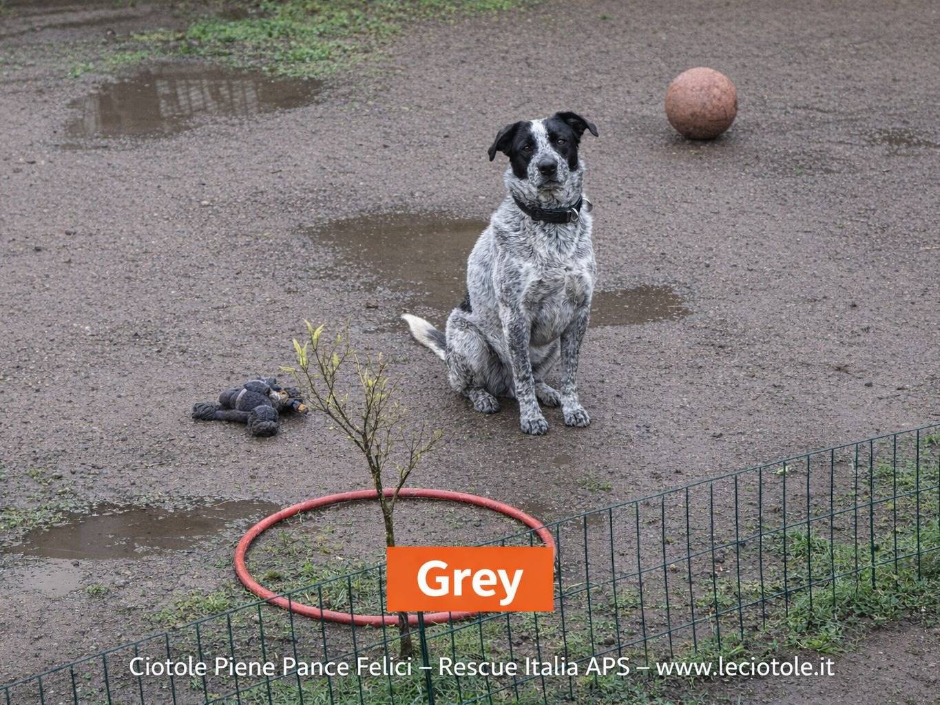 Adozione cane, femmina, Razza sconosciuta Razza sconosciuta, 1 anno e 8 mesi, taglia media, Avellino