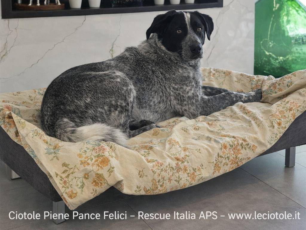 Adotta un cane, femmina, 1 anno e 8 mesi, Avellino