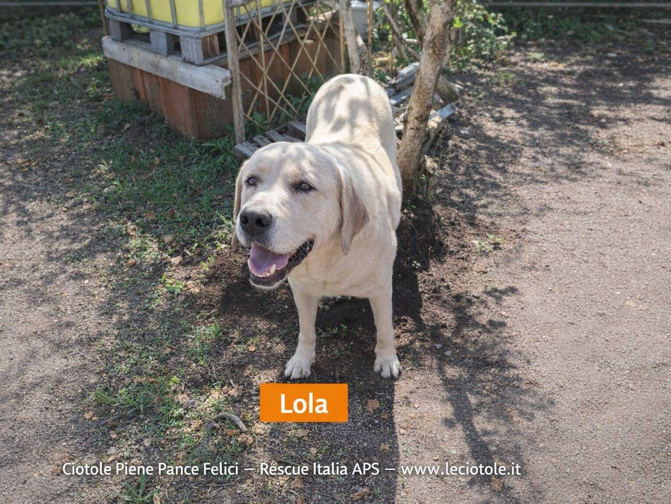 Adozione cane, femmina, Razza sconosciuta Razza sconosciuta, 5 anni e 1 mese, taglia grande, Avellino