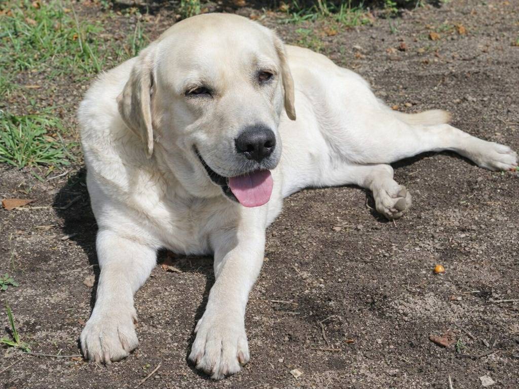 Adotta un cane, femmina, 5 anni e 1 mese, Avellino