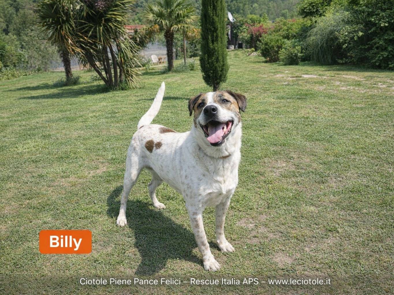 Adozione cane, maschio, Razza sconosciuta Razza sconosciuta, 5 anni e 7 mesi, taglia media, Avellino