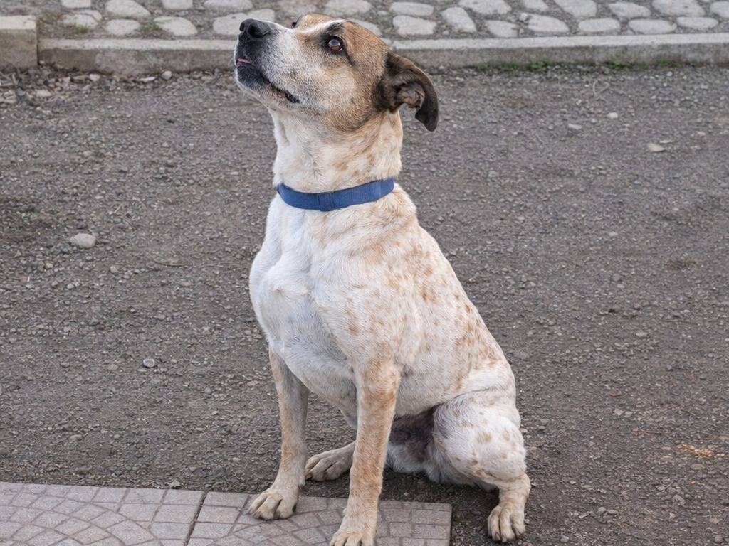 Adotta un cane, maschio, 5 anni e 7 mesi, Avellino