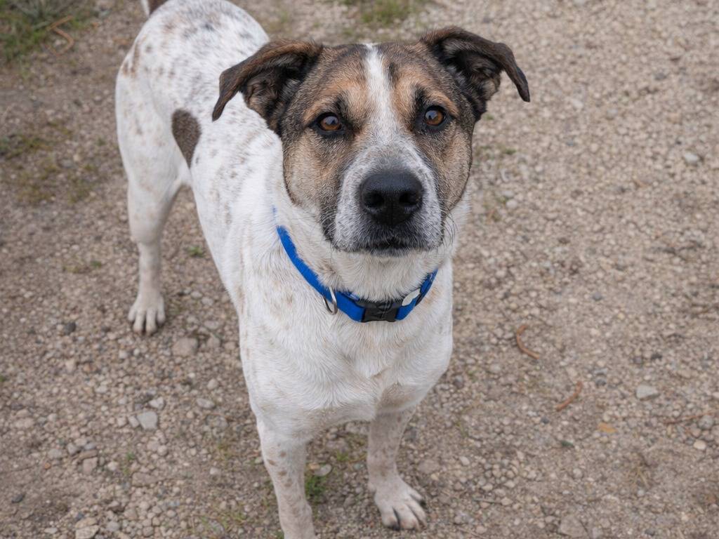 Adotta un cane, taglia media, maschio, Avellino