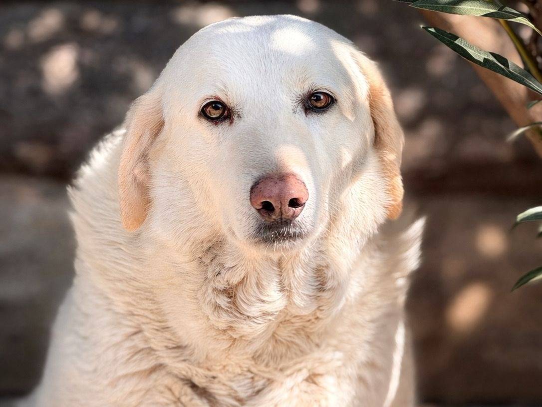 Adozione cane, femmina, Razza sconosciuta Razza sconosciuta, 7 anni e 10 mesi, taglia grande, Crotone