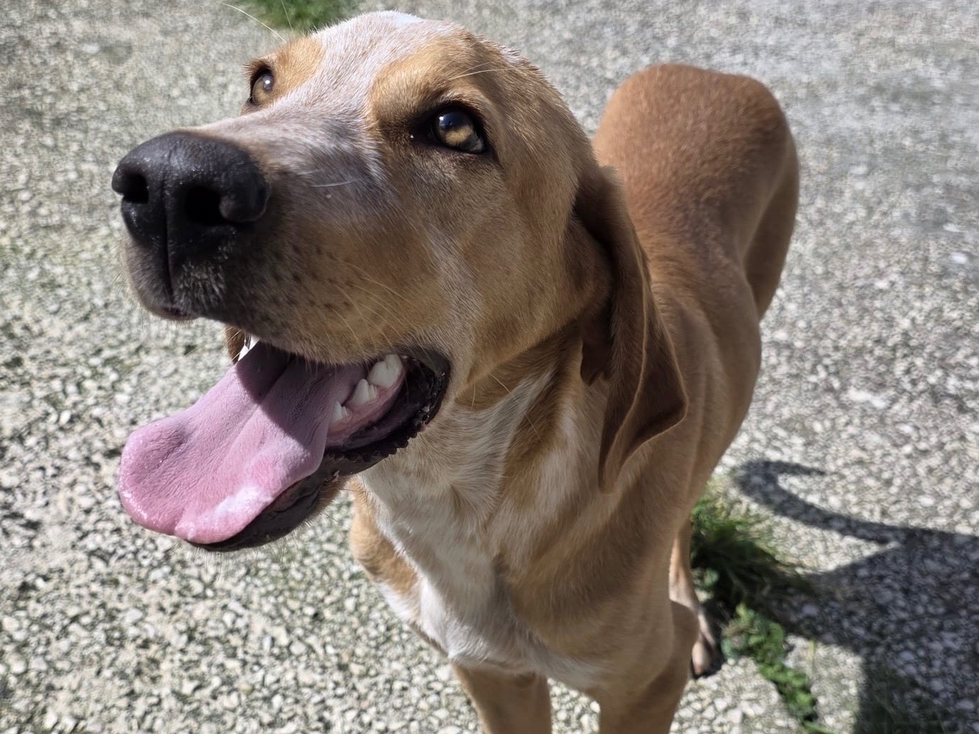 Vuoi adottare un cane a Trapani?