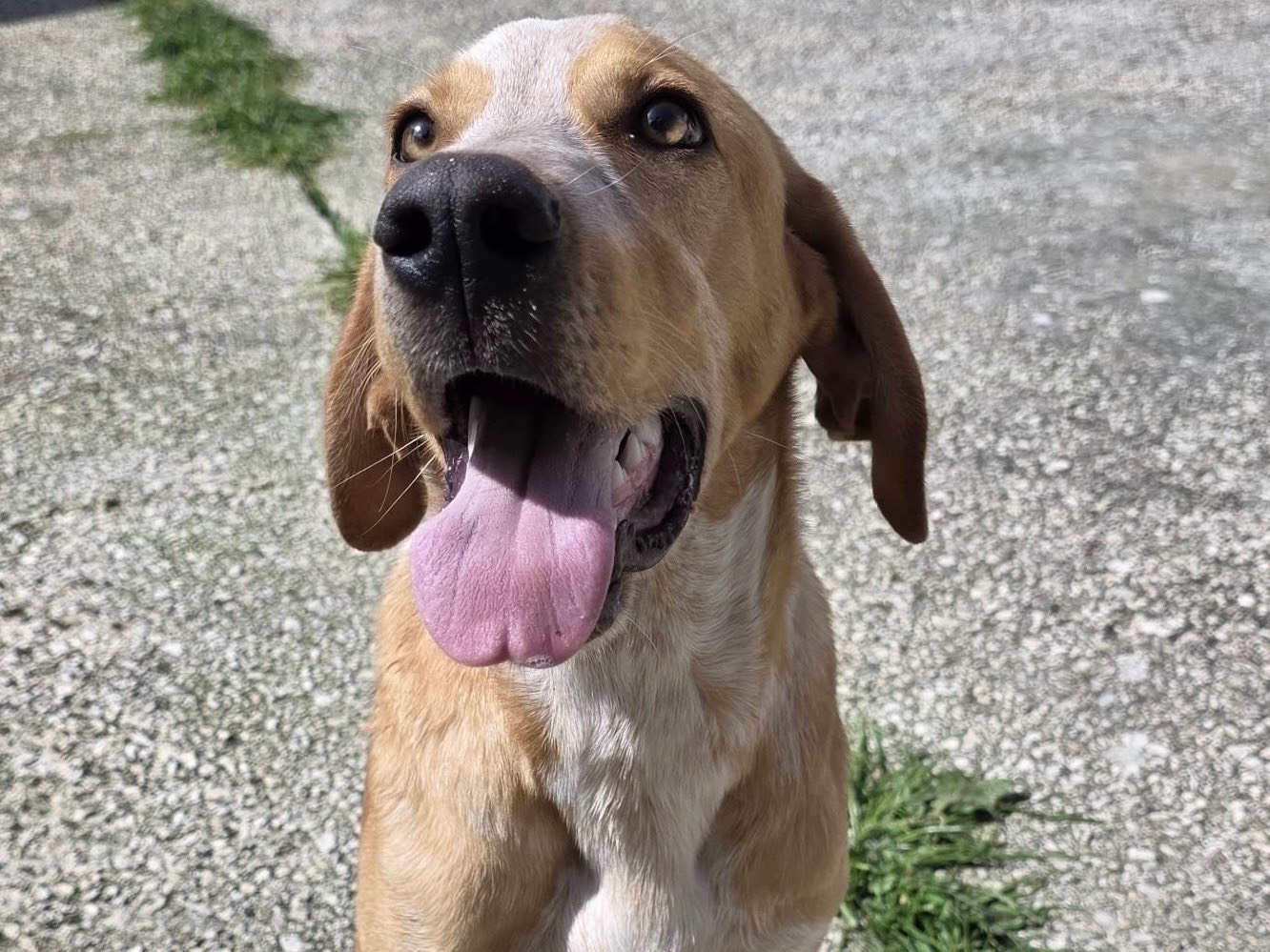 Adotta il cane Caramello  a Trapani