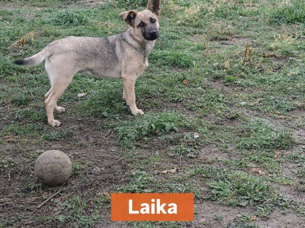 Adozione cane, femmina, Razza sconosciuta Razza sconosciuta, 8 mesi, taglia media, Avellino