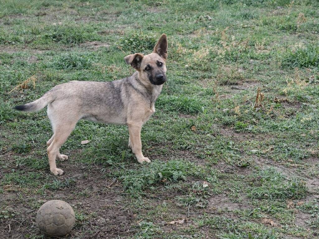 Adotta un cane, femmina, 8 mesi, Avellino