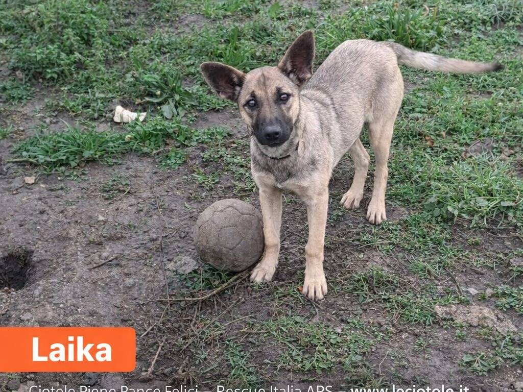Adotta un cane, taglia media, femmina, Avellino