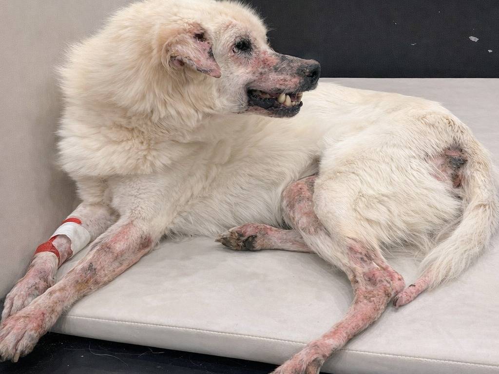 Adotta un cane, taglia piccola, maschio, Avellino