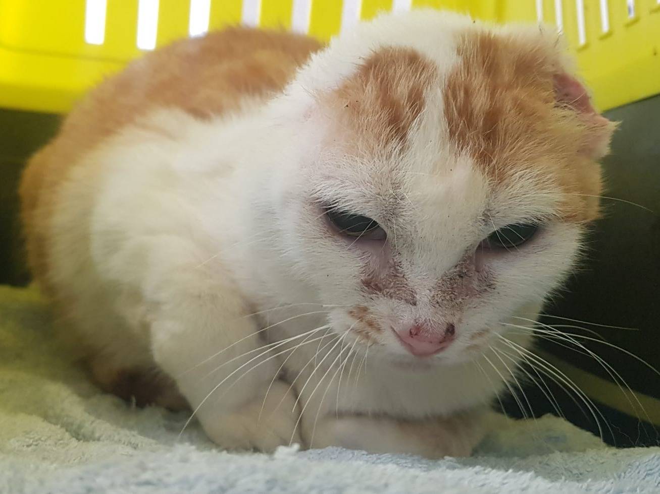 Adotta un gatto, femmina, 4 anni e 2 mesi, Barletta