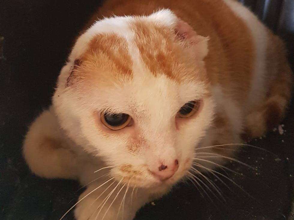 Adotta un gatto, taglia non valida, femmina, Barletta