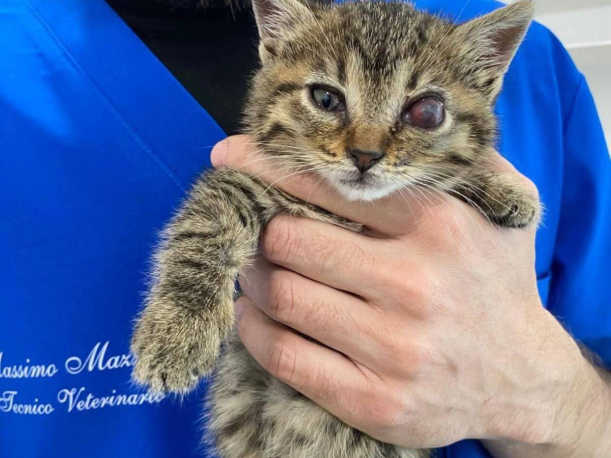 Adozione gatto, femmina, Razza sconosciuta Razza sconosciuta, 2 mesi, taglia non valida, Bari