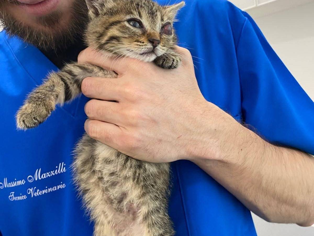 Adotta un gatto, femmina, 2 mesi, Bari