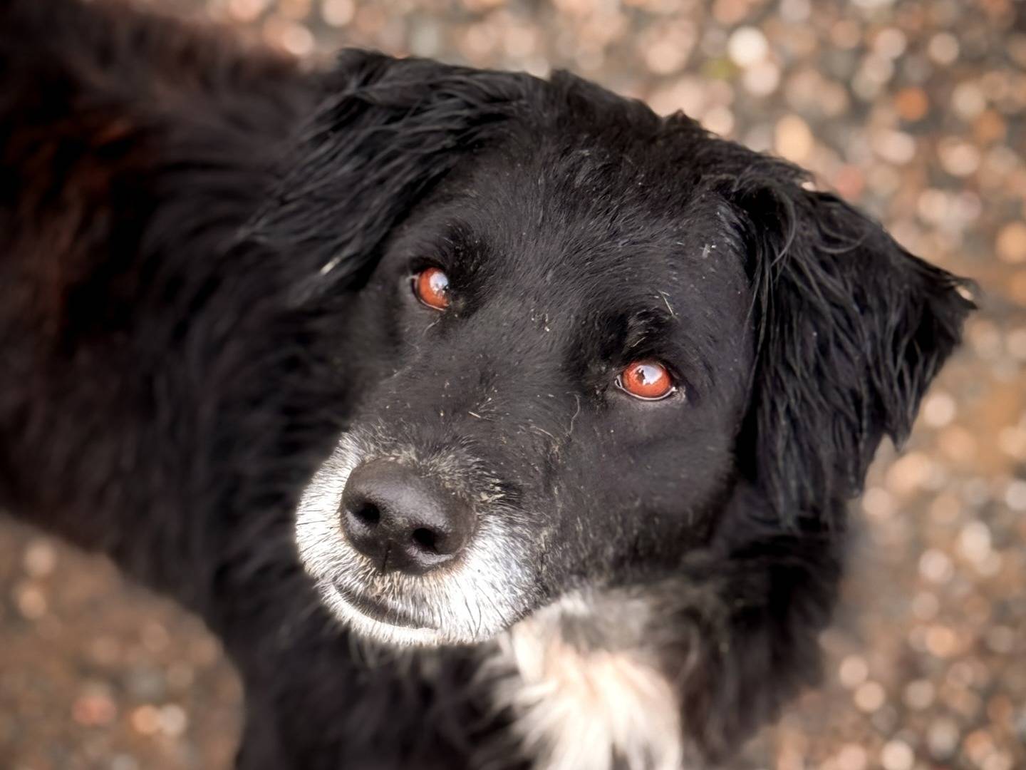 Adozione cane, maschio, Razza sconosciuta Razza sconosciuta, 5 anni e 1 mese, taglia media, Crotone