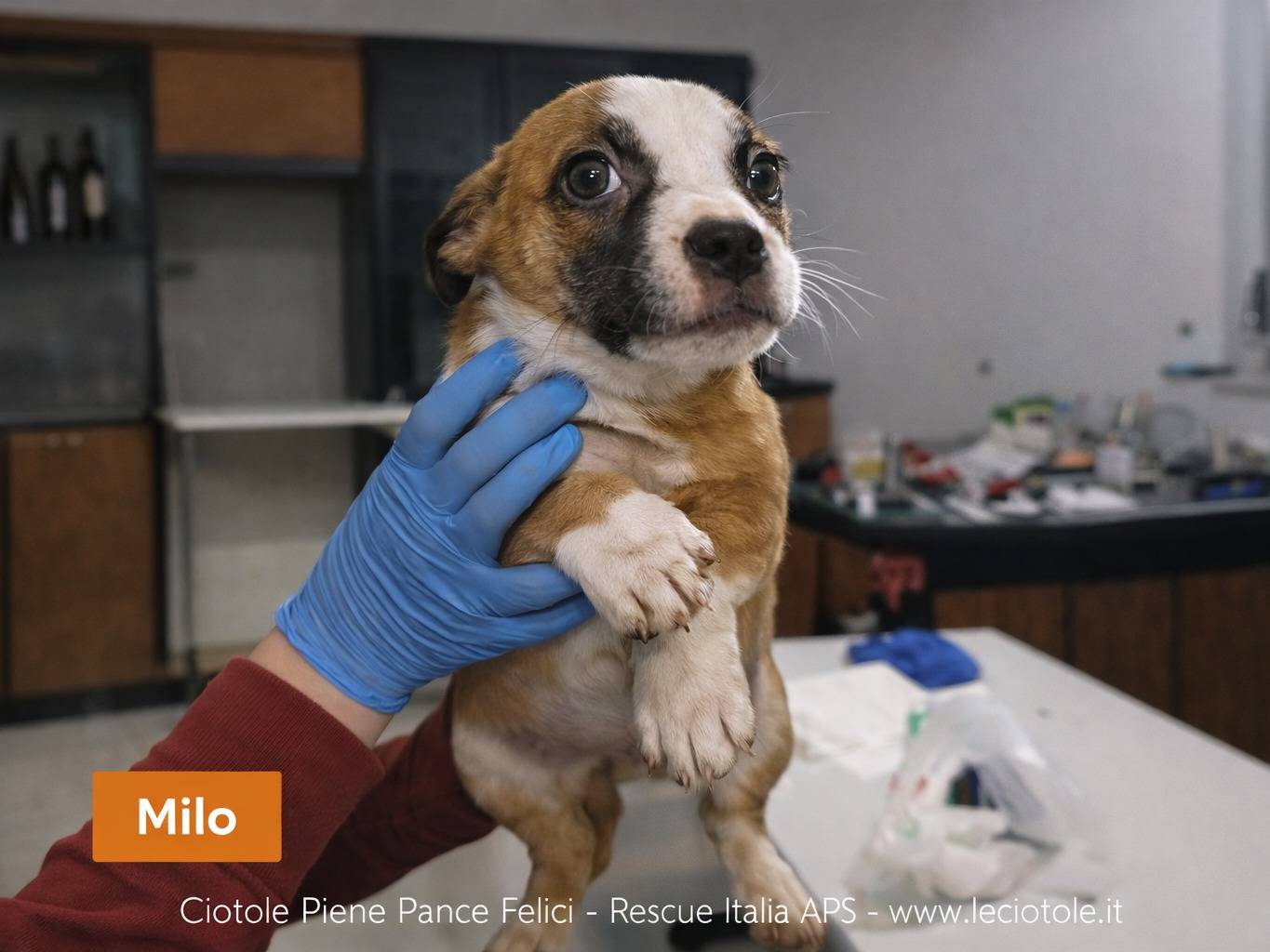 Adozione cane, maschio, Razza sconosciuta Razza sconosciuta, 2 mesi, taglia piccola, Treviso